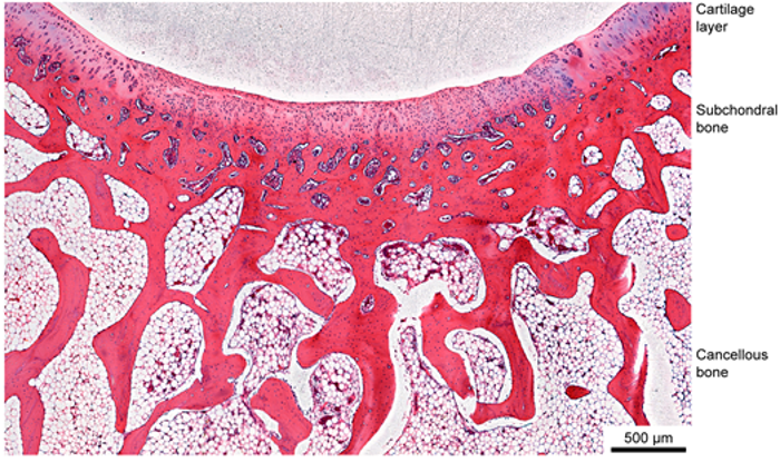 国产福利一区二区三区在线视频