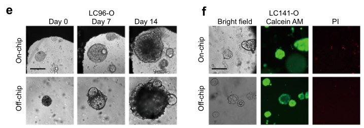 国产福利一区二区三区在线视频