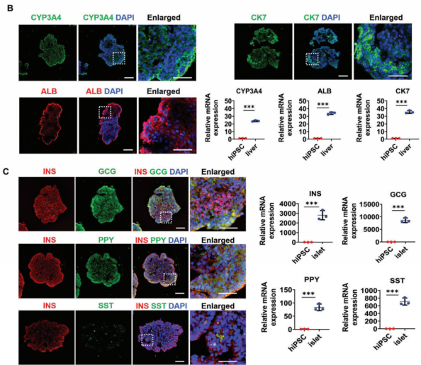 国产福利一区二区三区在线视频