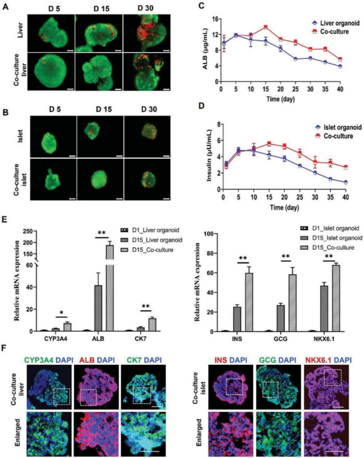 国产福利一区二区三区在线视频