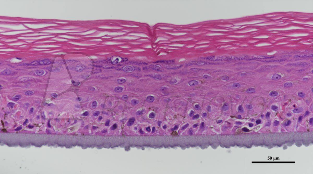 国产福利一区二区三区在线视频